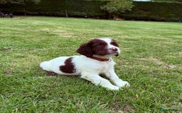 English Springer Spaniel dogs for sale: Springer spaniel pups  - Image 16