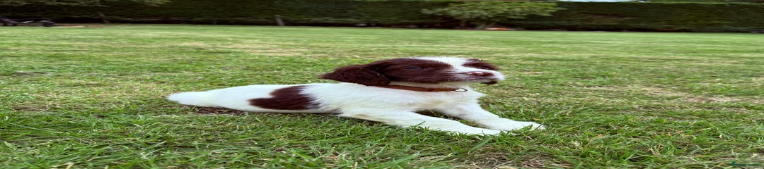 English Springer Spaniel Puppy 4