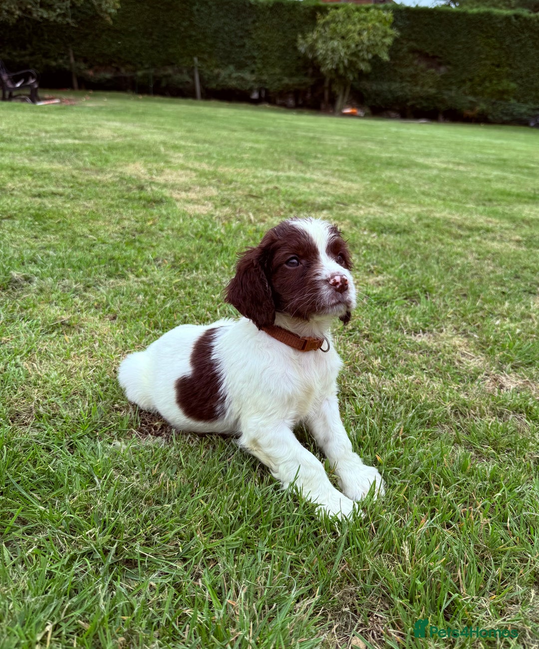 English Springer Spaniel dogs for sale: Springer spaniel pups  - Image 16