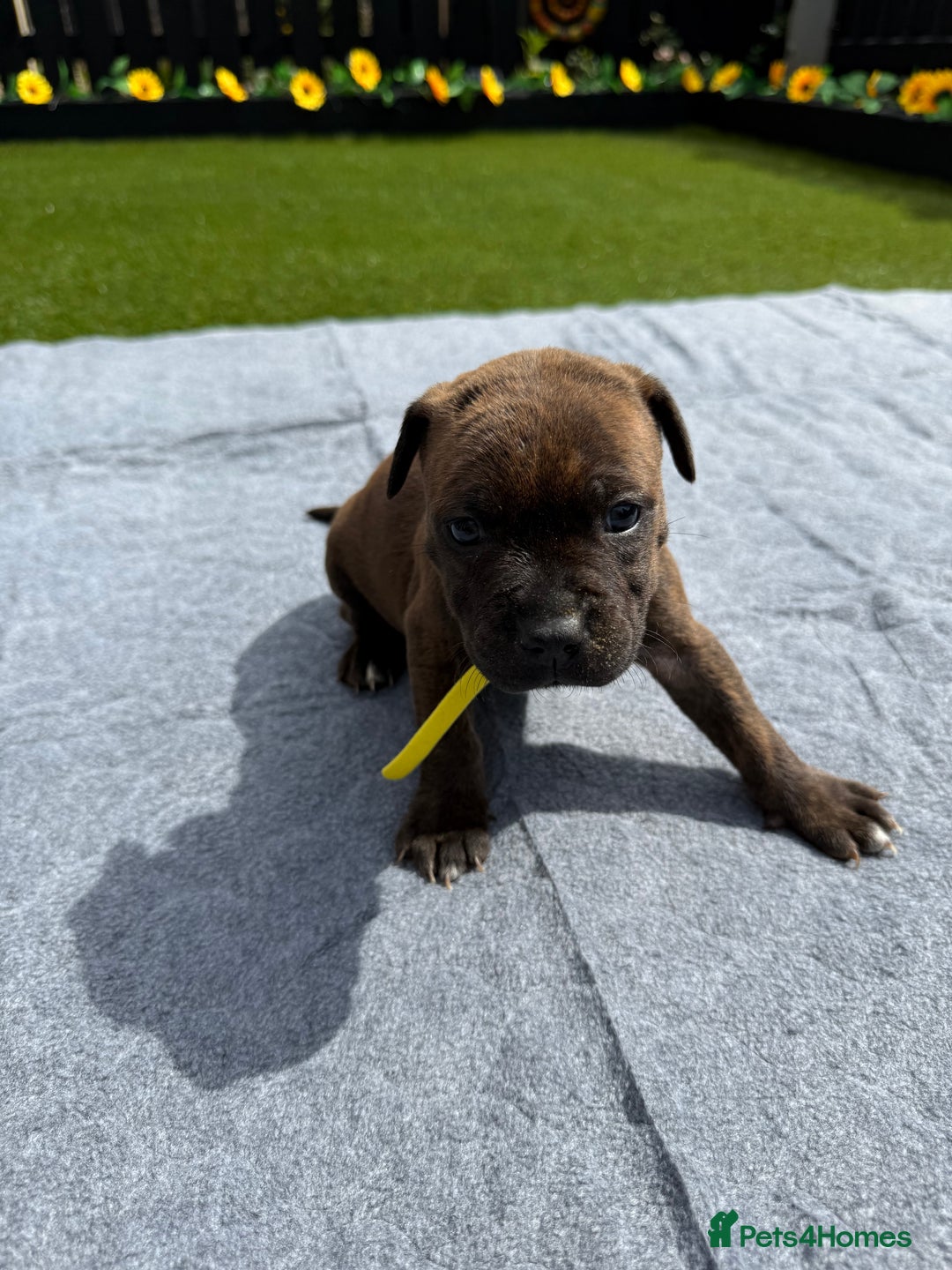 Mixed Breed dogs for sale: 6 gawjus puppy’s   - Image 8
