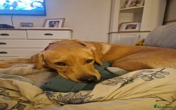 Labrador Retriever dogs for sale: Beautiful lab, dna tested 100% labrador retriever - Advert 4