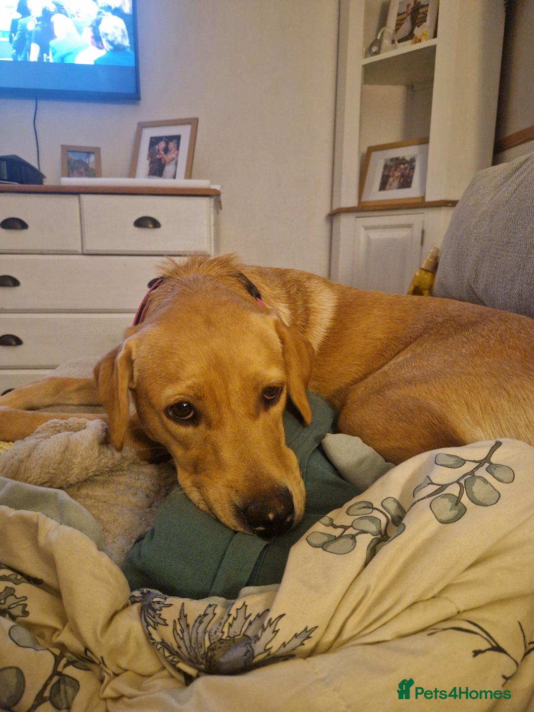 Labrador Retriever dogs for sale: Beautiful lab, dna tested 100% labrador retriever - Advert 4