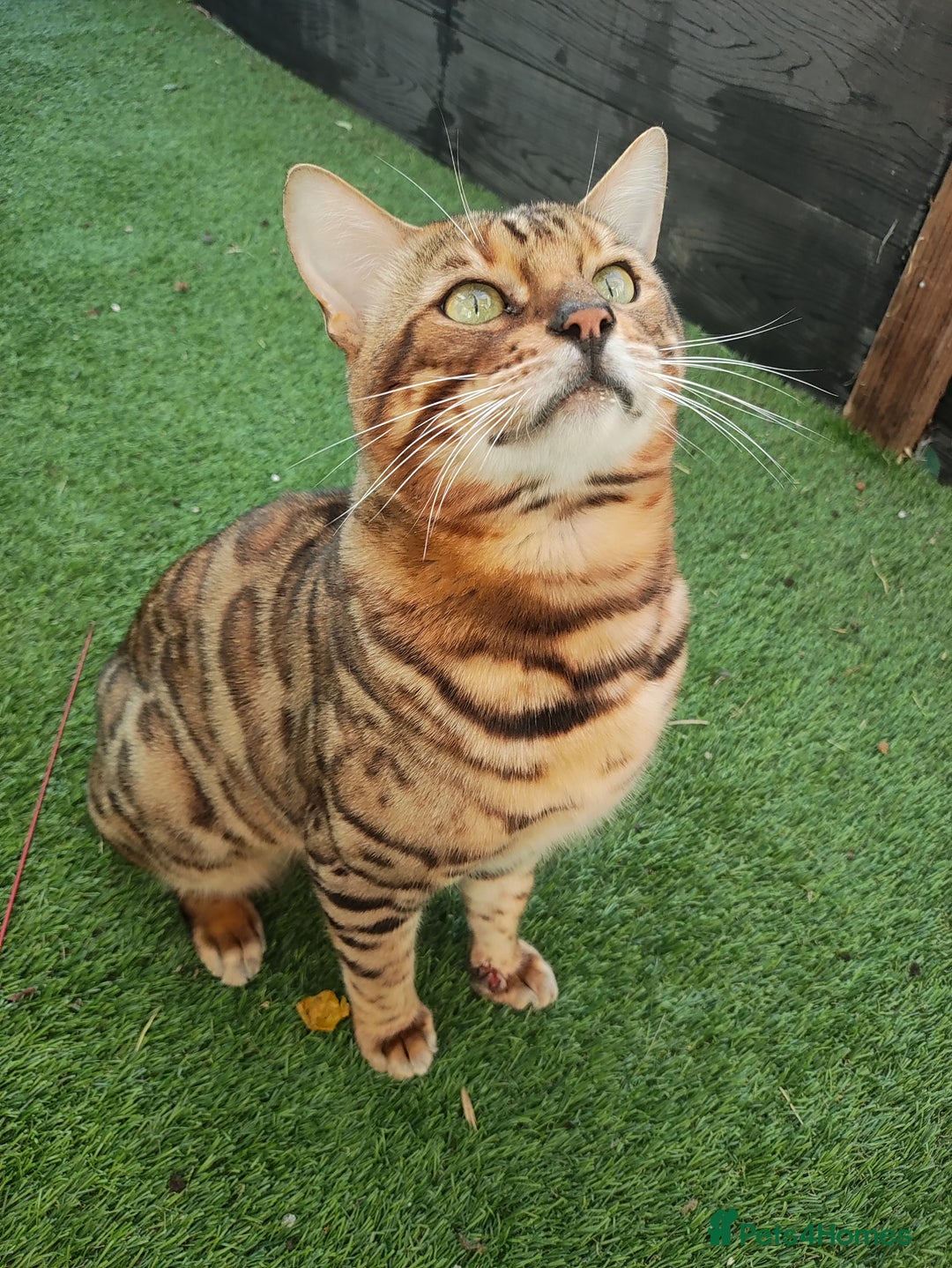 Bengal cats for sale: 🔥 Beautiful Boy Bengal Cat for Sale! 🔥 Plus 3 😺 - Image 5