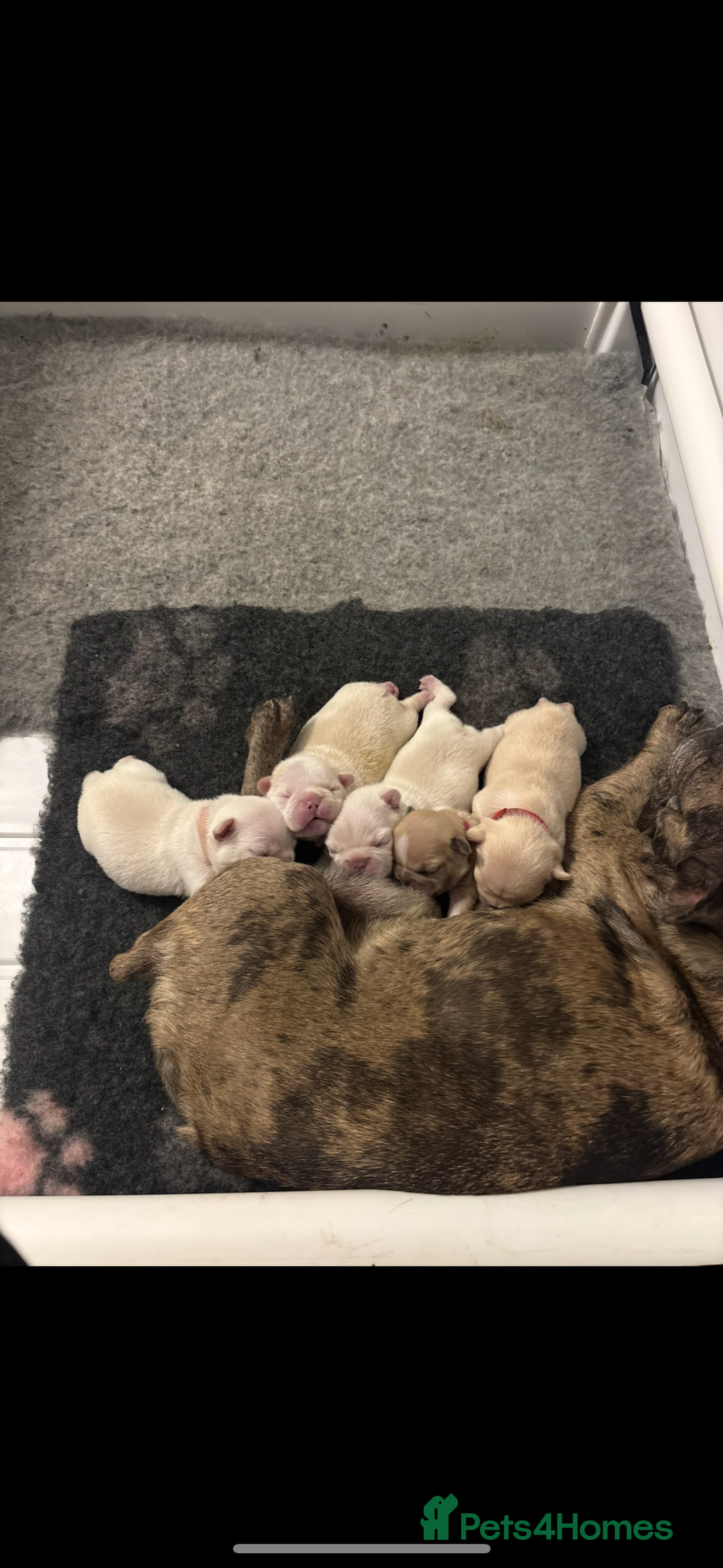 French Bulldog dogs for sale: French bulldog puppies  - Image 11