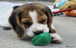 Beagle dogs for sale: Stunning KC Reg Beagle Pups - Ready Now - Image 15