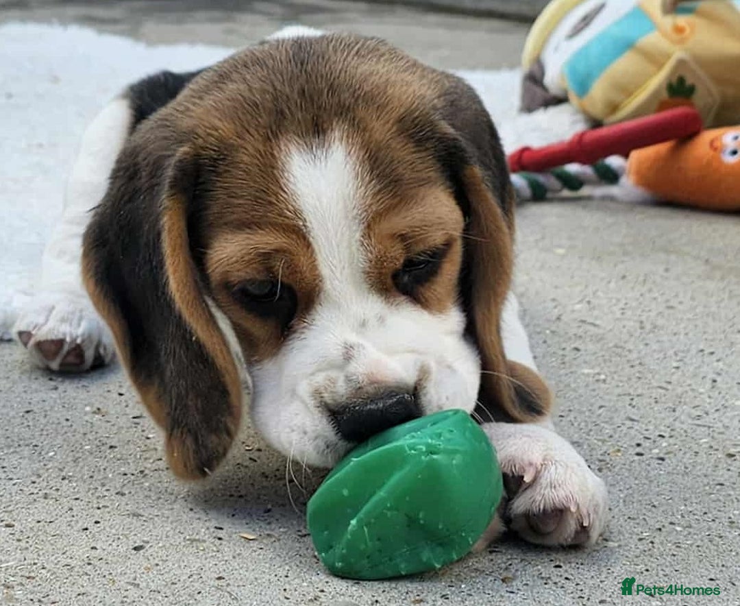 Beagle dogs for sale: Stunning KC Reg Beagle Pups - Ready Now - Image 15