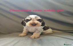 Cocker Spaniel dogs for sale: Rainbow Kennel Club  - Image 3