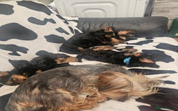 Yorkshire Terrier dogs for sale: 2 Boys and 2 Grils - Image 6