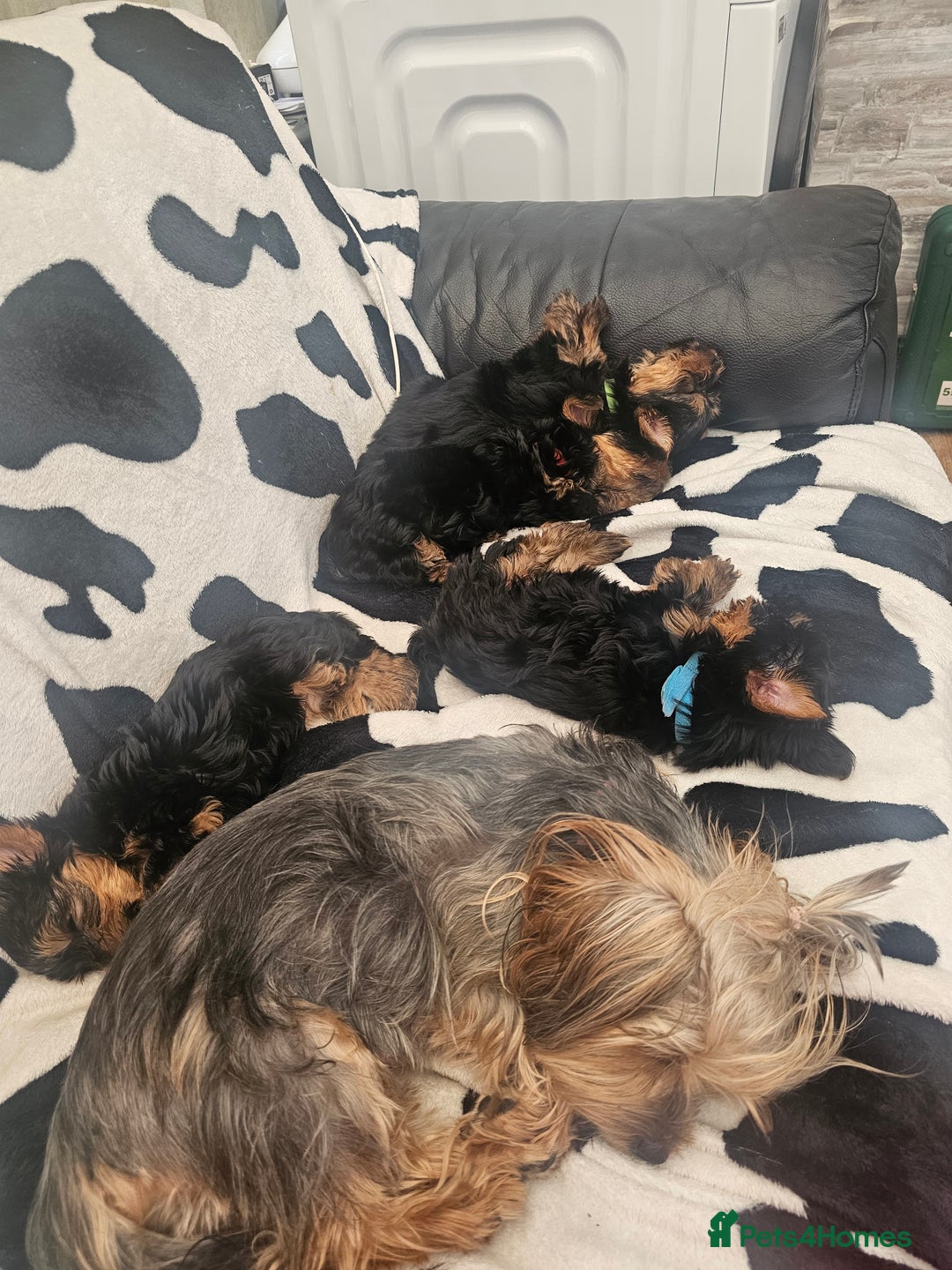 Yorkshire Terrier dogs for sale: 2 Boys and 2 Grils - Image 6