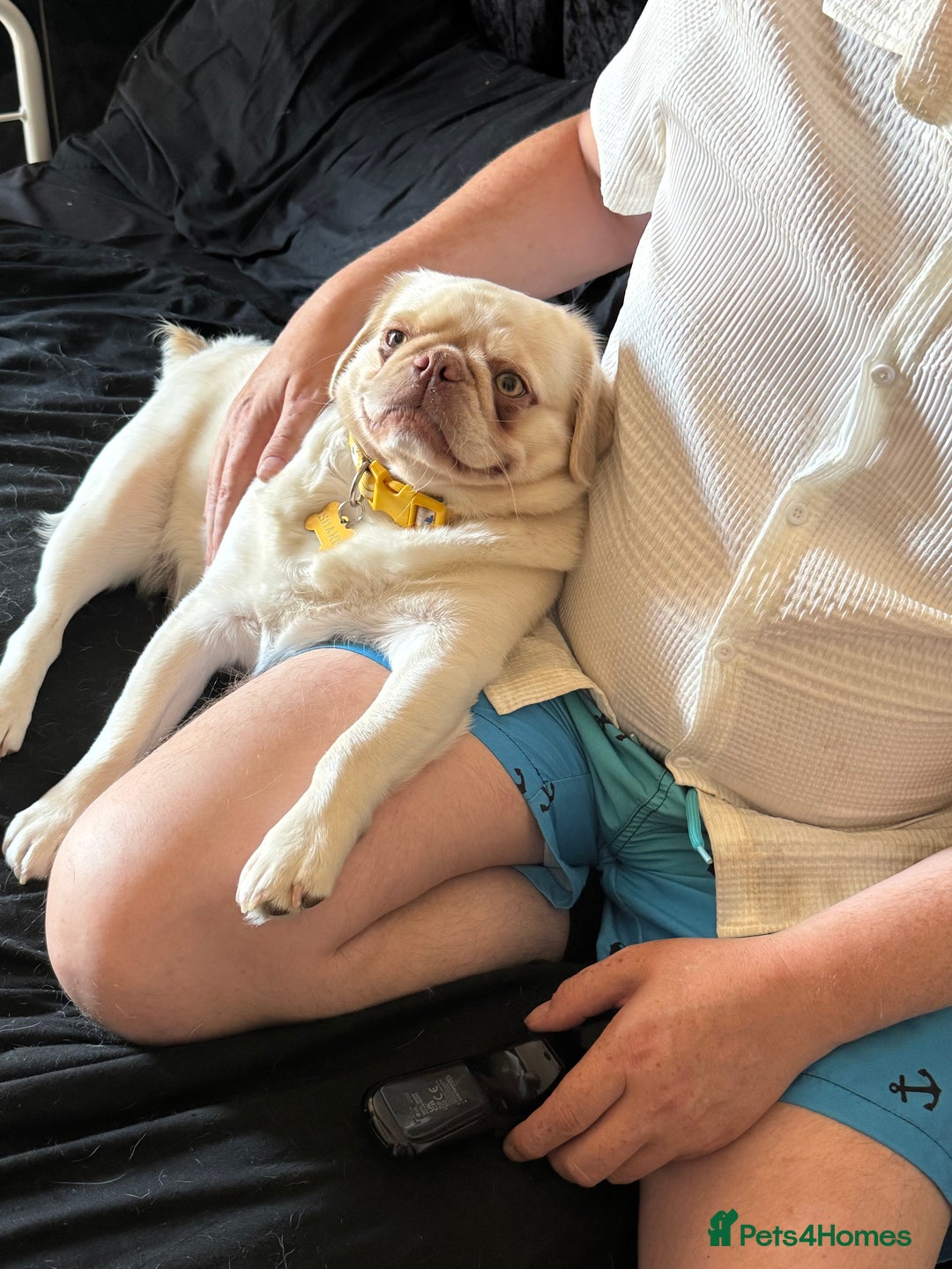 Pug dogs for sale: Beautiful female pug  - Image 2