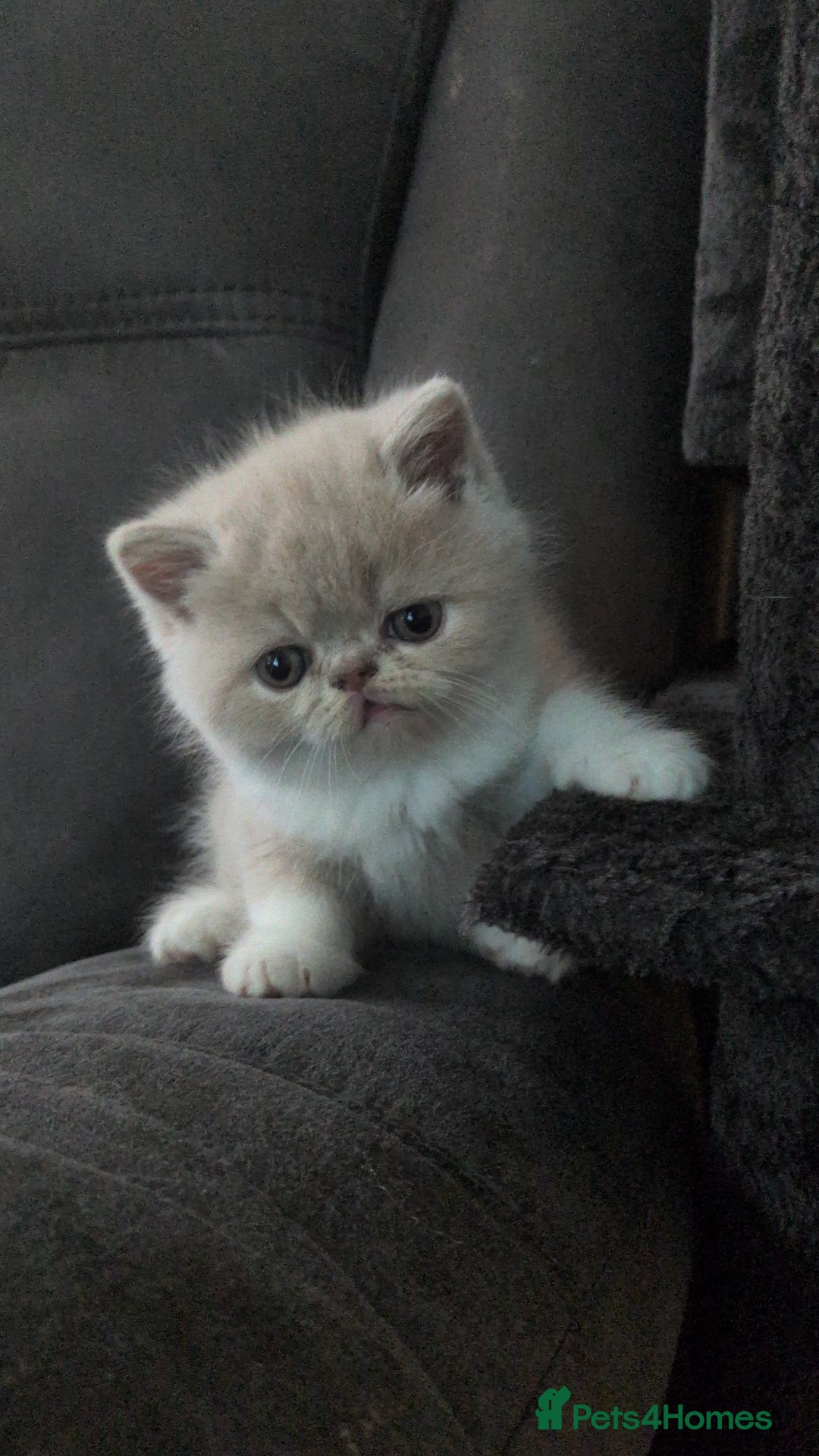 Exotic cats for sale: Beautiful Exotic kittens  - Advert 6