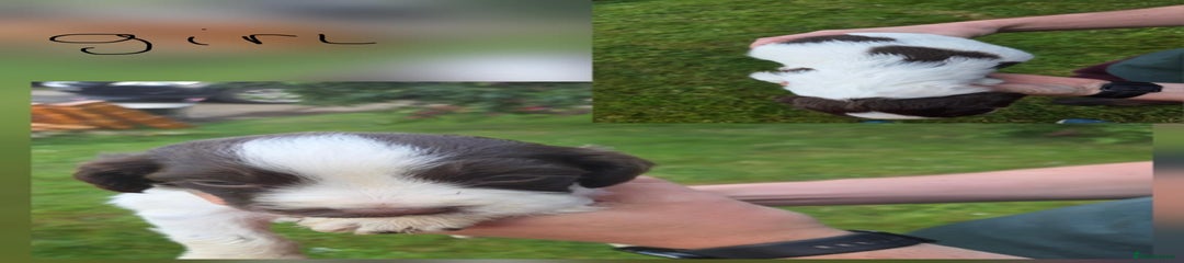 English Springer Spaniel Puppy 4