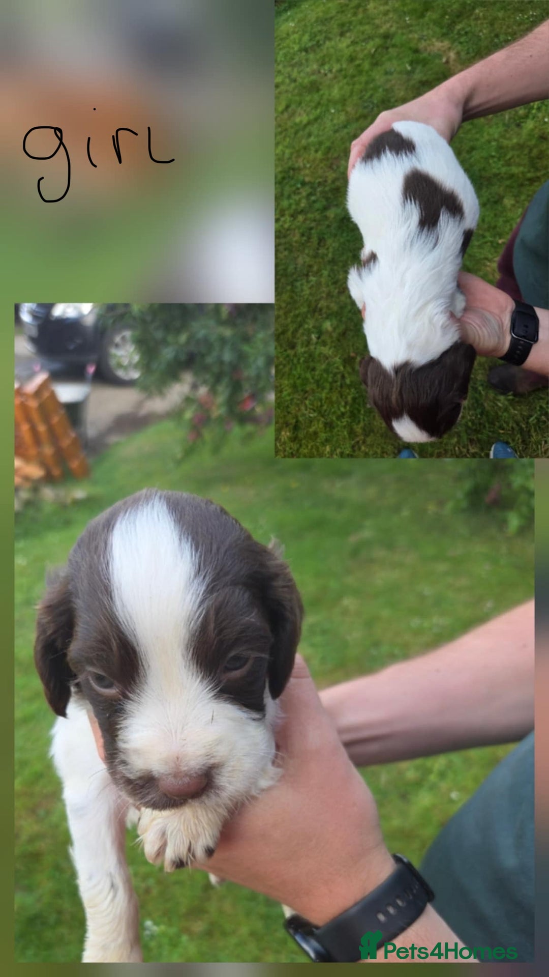 English Springer Spaniel dogs for sale: English Springer Spaniels  - Image 3