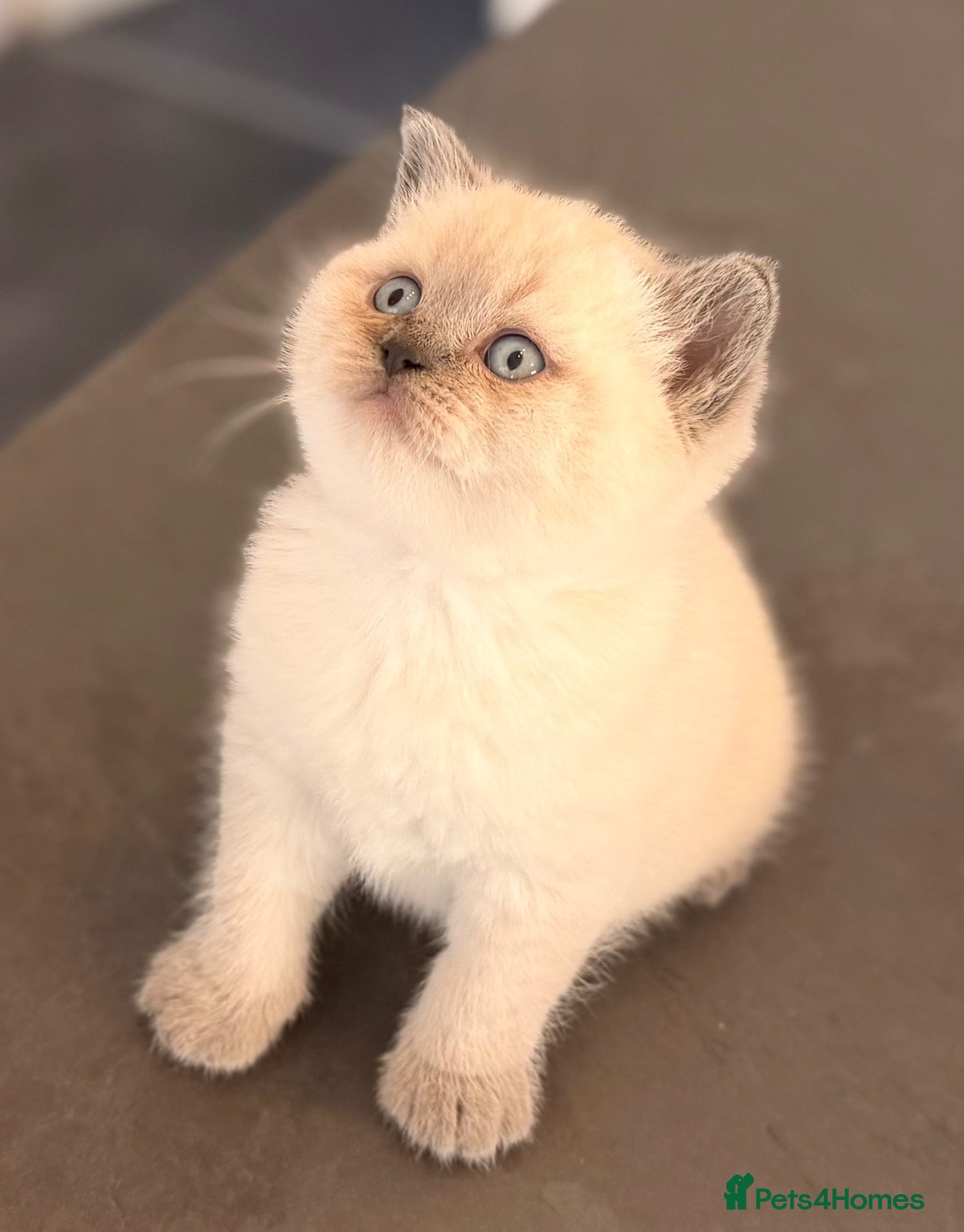 British Shorthair cats GCCF BRITISH SHORTHAIR KITTENS - Advert 1