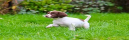 English Springer Spaniel dogs for sale: Working Line Liver And White Springer Spaniels - Advert 14
