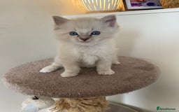 Ragdoll cats for sale: 6 ragdoll kittens  - Image 13