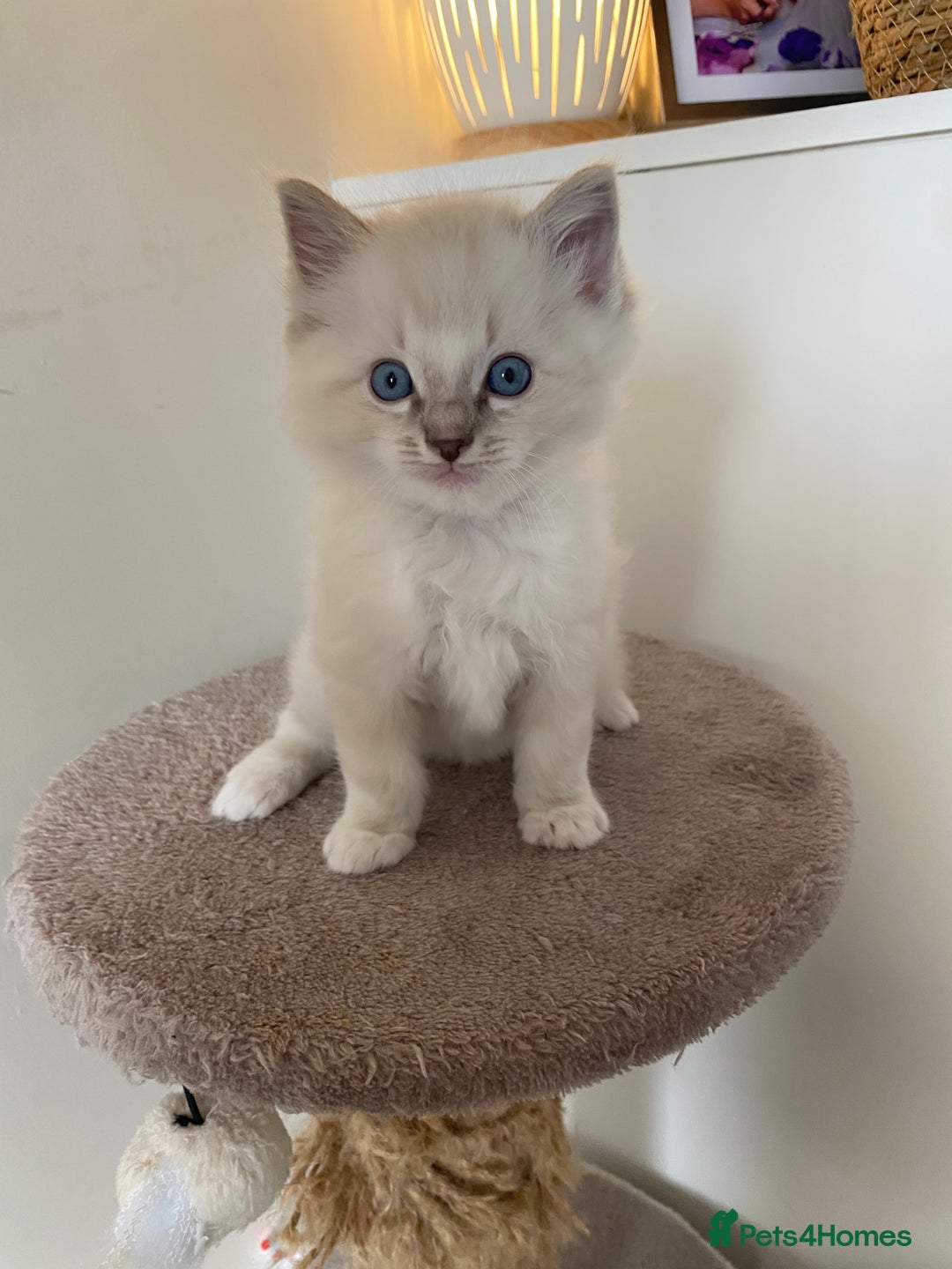 Ragdoll cats for sale: 6 ragdoll kittens  - Image 13