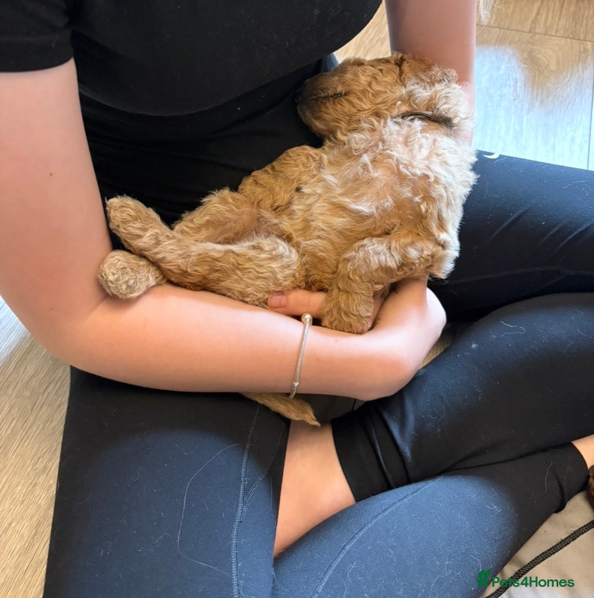 Goldendoodle dogs F1bb goldendoodle puppies  - Advert 2
