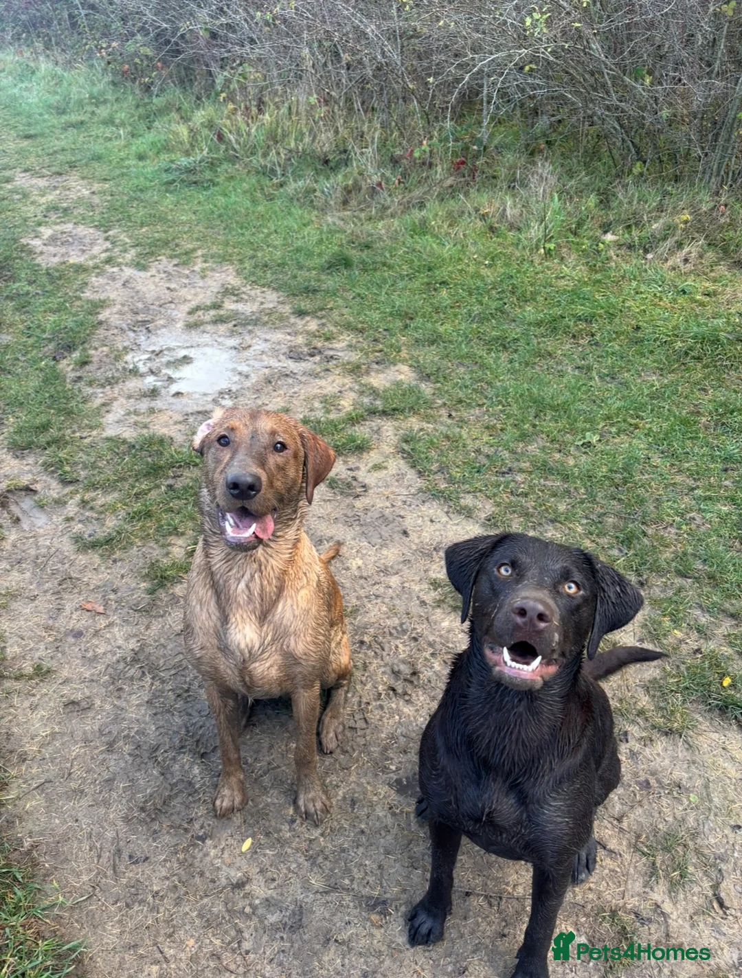 Labrador Retriever dogs for sale: Labrador Puppies - Waiting list now open - Advert 3