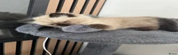 Ragdoll cats for sale: 3 female ragdoll kittens for sale - Advert 12