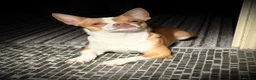 Chihuahua dogs for sale: Smooth coat Fawn and White  in Saint Austell - Advert 11