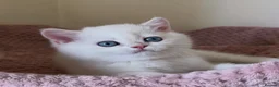 British Shorthair cats for sale: Quality Golden Kittens - Advert 28