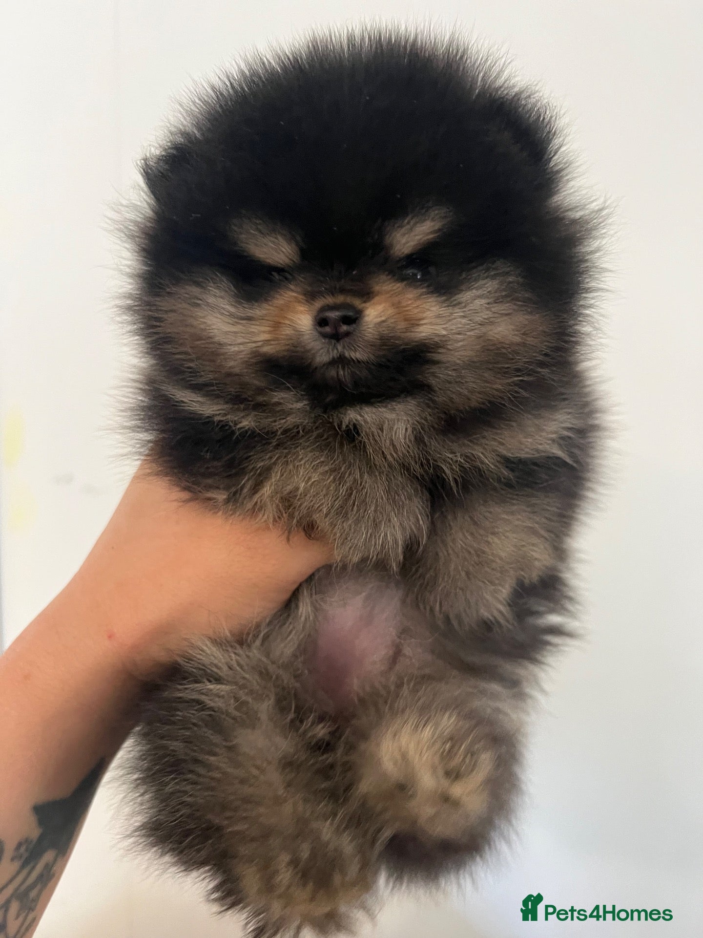 Pomeranian dogs  **  TEDDY BEAR POMS - Advert 1