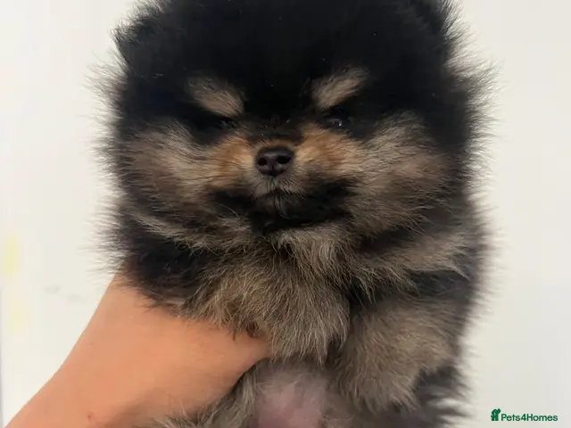 Pomeranian dogs for sale: ** ONLY 1 MALE TEDDY BEAR POMS ** - Advert 2