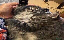 Siberian cats for sale: Beautiful mixed Siberian kittens - Image 9