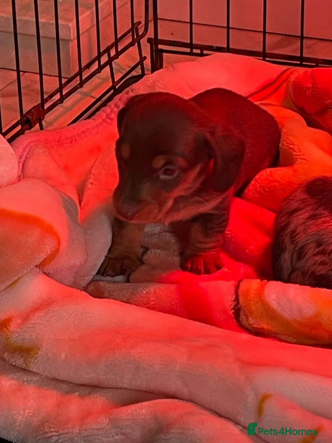 Dachshund dogs for sale: Full breed dachshund  - Advert 9