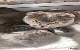 Scottish Fold cats for sale: Scottish fold kittens - Image 13