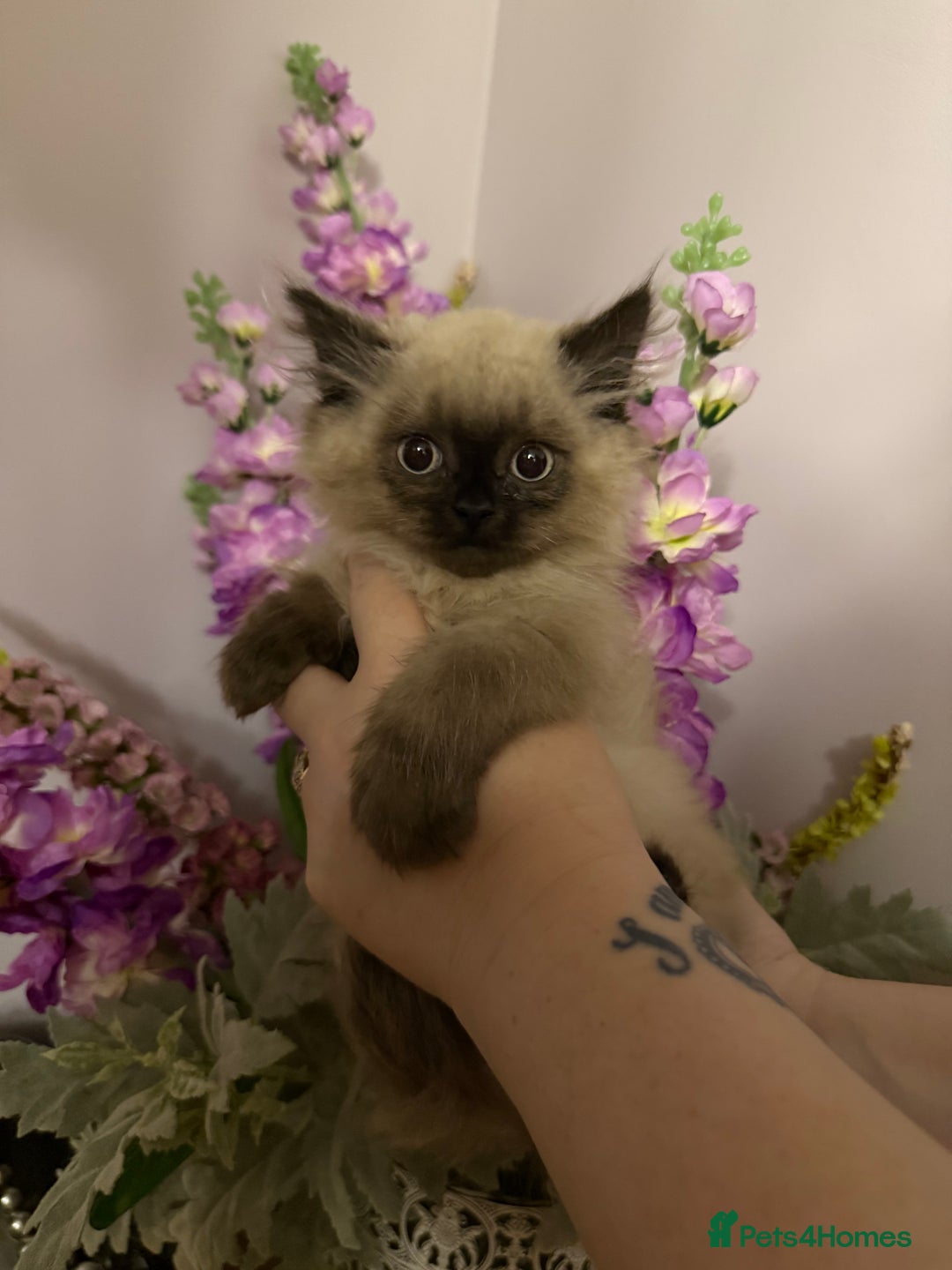 Persian cats for sale: Persians  - Image 7