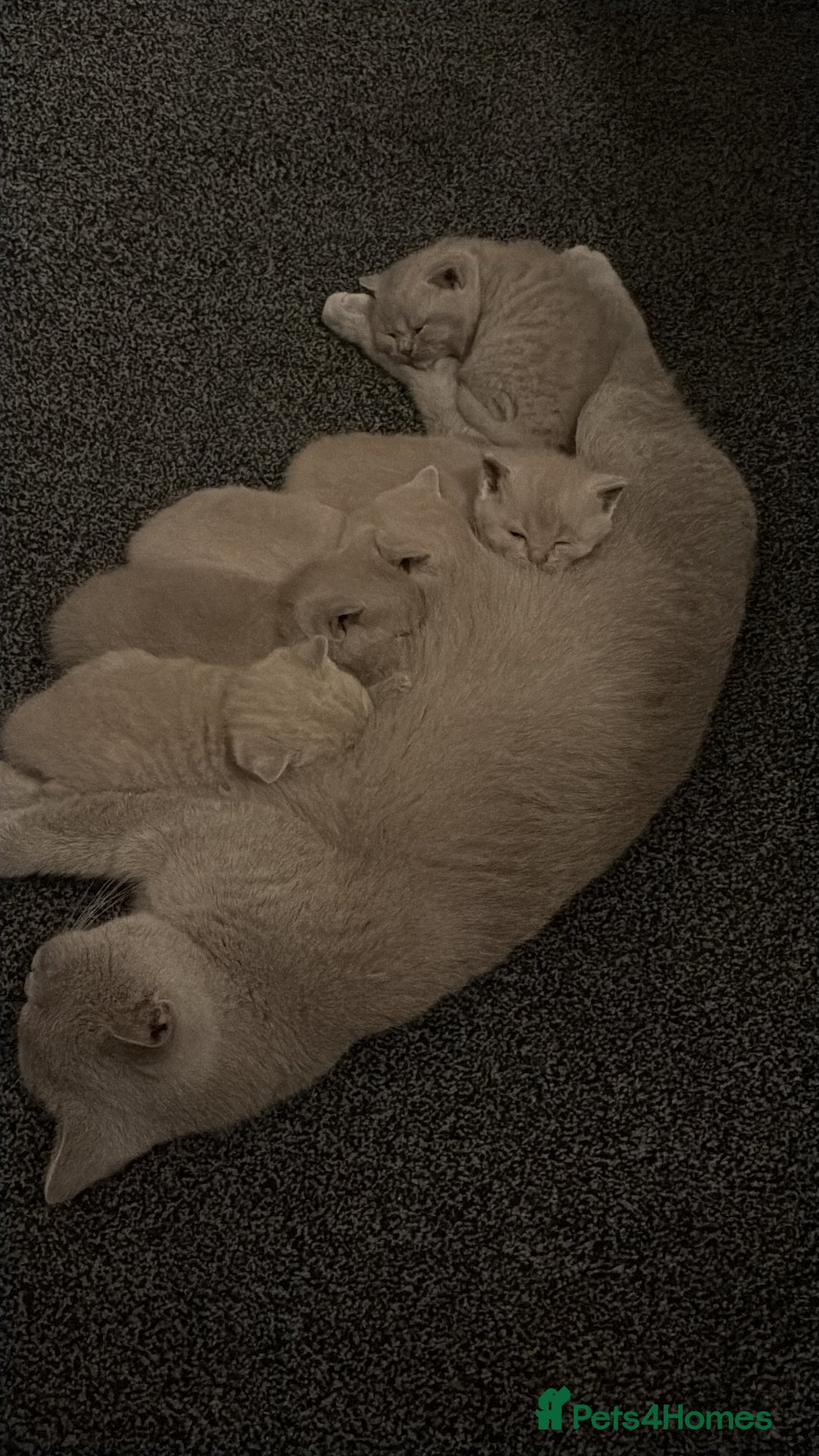 British Shorthair cats for sale: ❤️Beautiful British Shorthair For Sale❤️ - Advert 11