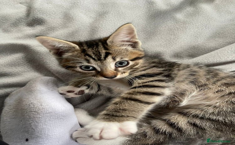 Mixed Breed cats - Advert 6