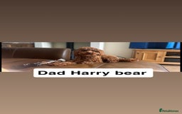 Cavapoo dogs for sale: Adorable cavapoo puppies for sale  - Advert 13