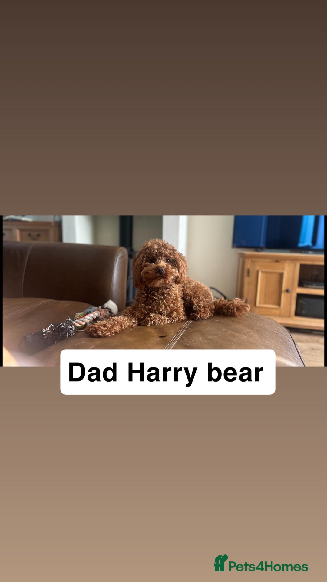 Cavapoo dogs for sale: Adorable cavapoo puppies for sale  - Advert 13