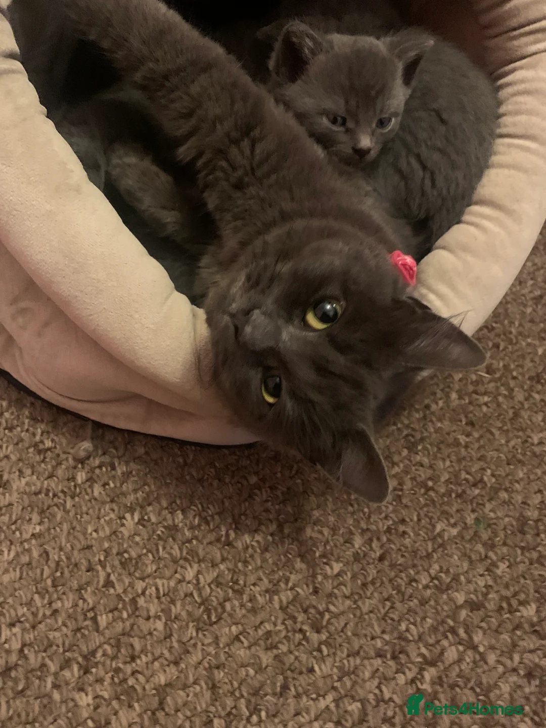 Mixed Breed cats for sale: Beautiful blue boy for sale  - Advert 3