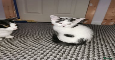 Mixed Breed cats - Advert 3