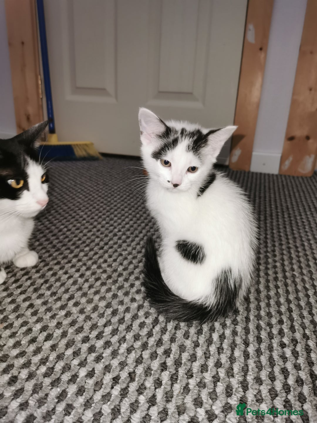 Mixed Breed cats for sale: 4 kittens  - Image 3