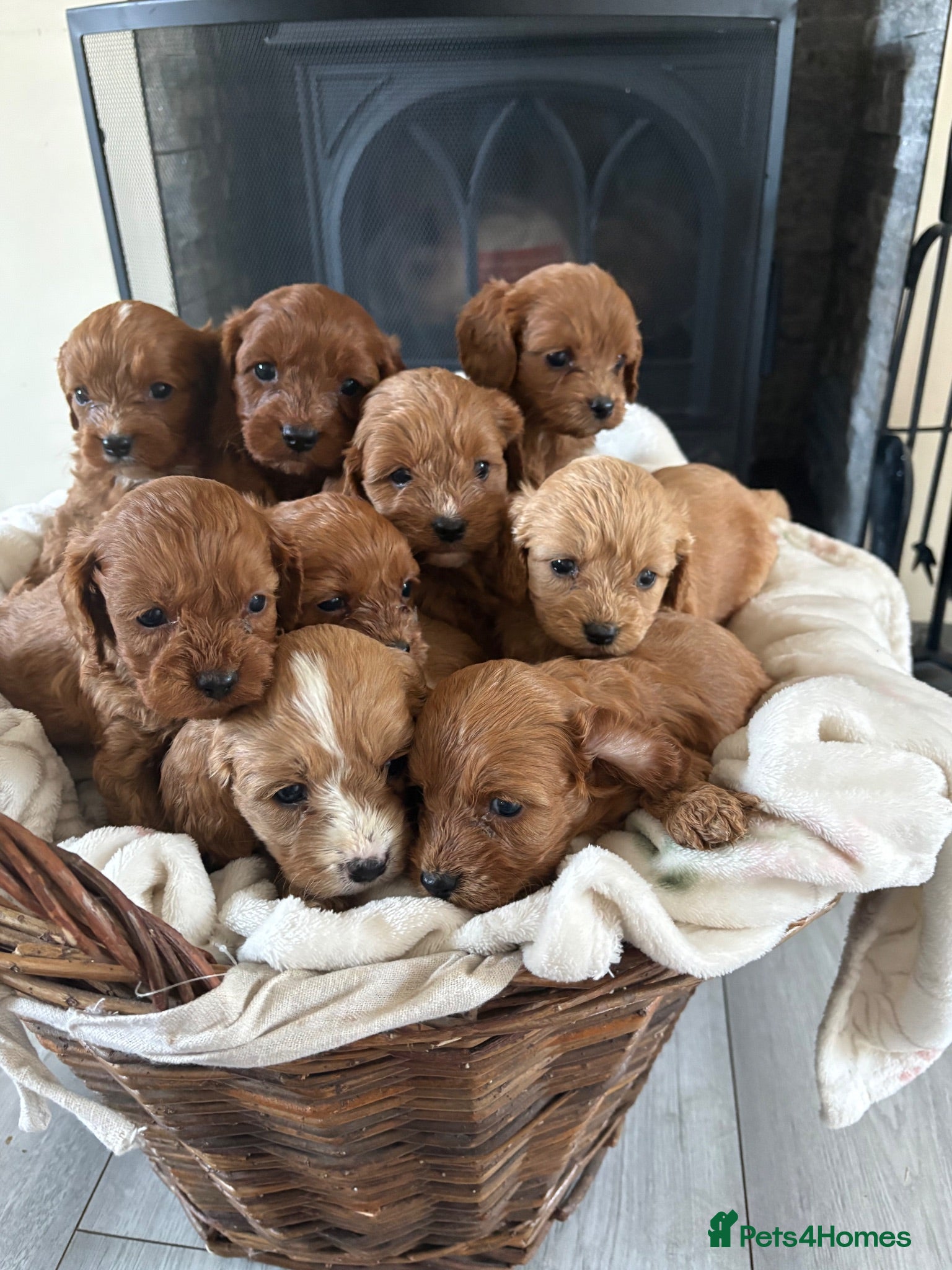 Cavapoo dogs Are gorgeous cavapoo puppies  - Advert 1