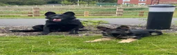 German Shepherd dogs for stud: Blu the German shepherd stud dog kc registered  - Advert 11