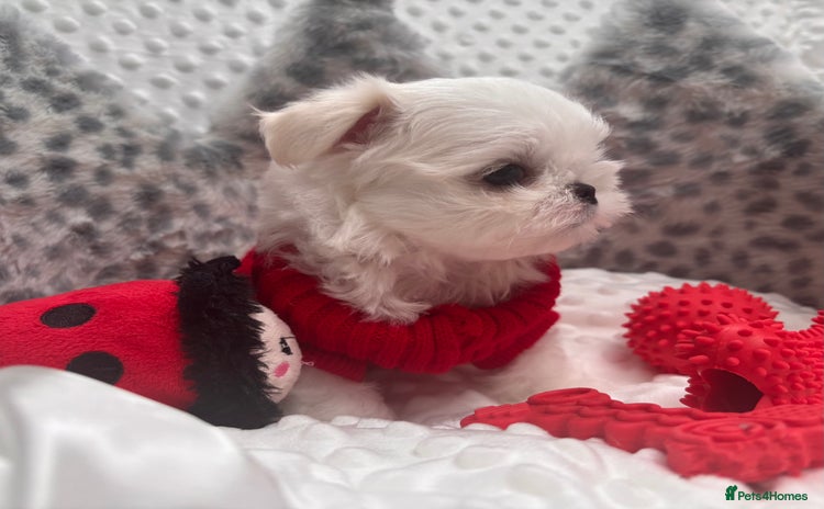 Maltese dogs - Advert 2