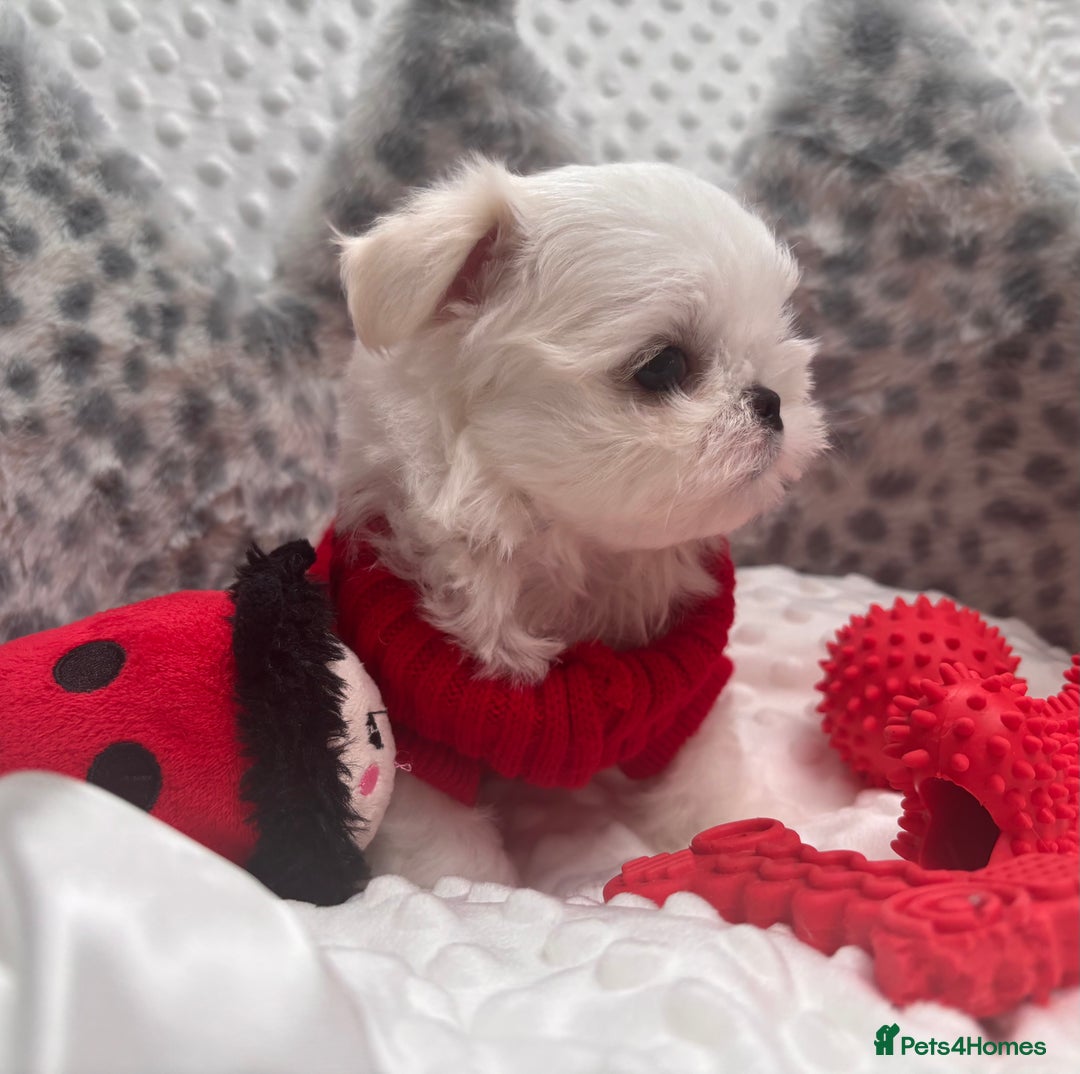 Maltese dogs for sale: 🌟Just One Left 🌟Bambelina Maltese🌟 - Image 11