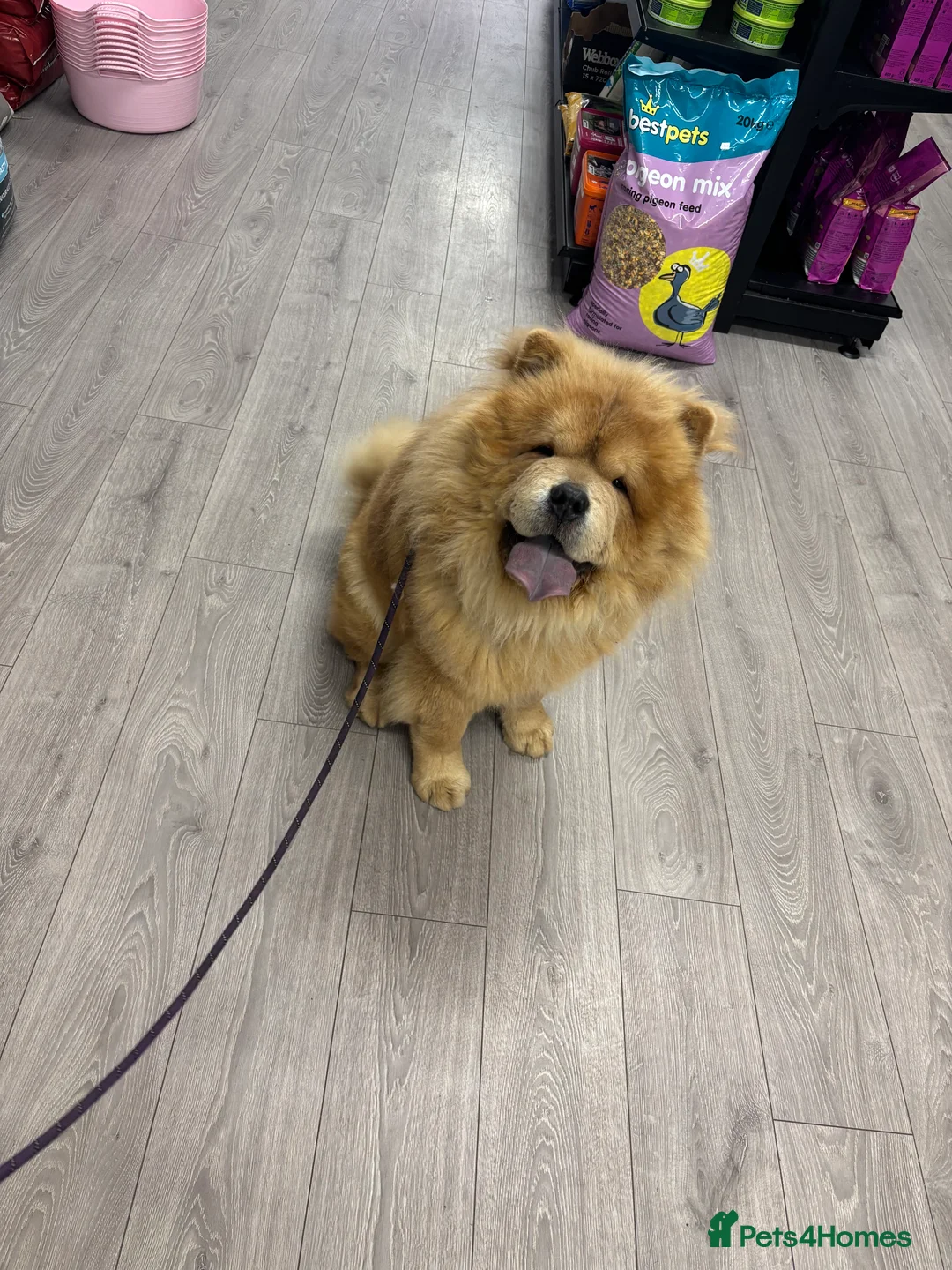 Chow Chow dogs for stud: 🌟 Chow Chow Stud Available Quality&Proven Lines🌟 - Advert 2