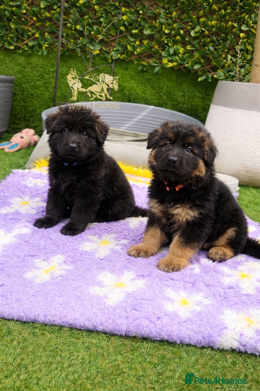 German Shepherd dogs Beautiful Long coat GSD puppies - Advert 1