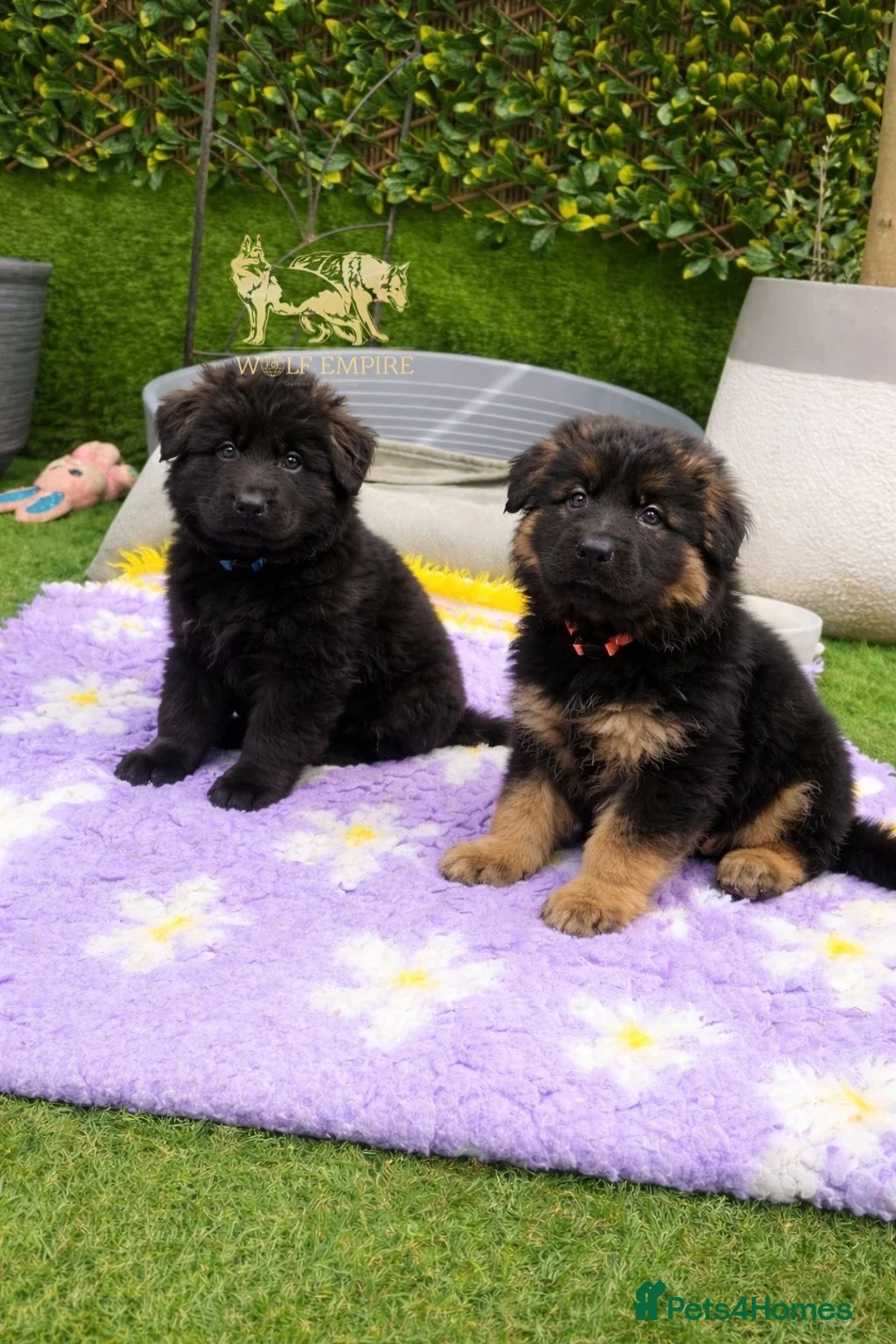 German Shepherd dogs for sale: Beautiful Long coat GSD puppies - Advert 1