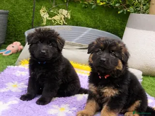 German Shepherd dogs Beautiful Long coat GSD puppies - Advert 1