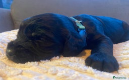 Cocker Spaniel dogs for sale: 10 Gorgeous KC Cocker Spaniel Puppies - Image 22