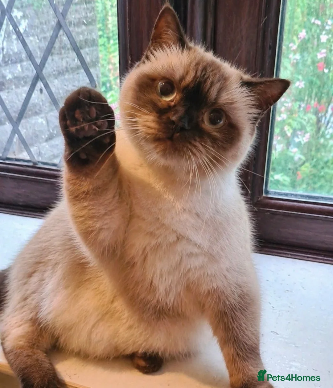 British Shorthair cats for sale: 8 Week Old Chocolate British Shorthair Boy  in Blackburn - Advert 5