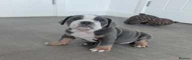 Olde English Bulldogge Dark Pink Collar 